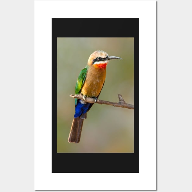 Whitefronted Bee-eater, Botswana Wall Art by scotch